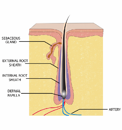 hair-root
