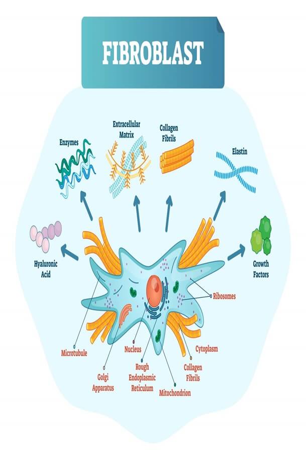 FIBROBLAST PLASMA THERAPY